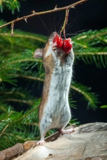 Apodemus flavicollis, yellow-necked mouse, rodents, rodentia, yellow-necked mouse, high size,