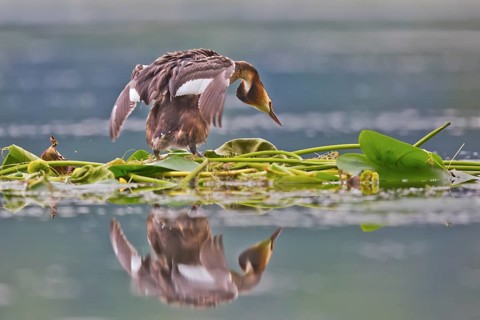 Great Crested Grebe (Podiceps cristatus) on nest, Bavaria, Germany
