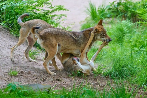 Wolves playfully wrestling on a sandy path in the forest, summer, wolf (Canis lupus), Germany
