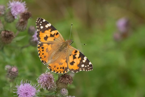 Painted lady butterfly (Vanessa cardui) adult insect feeding on a Creeping thistle flower in