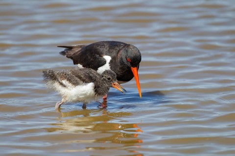 Eurasian oystercatcher (Haematopus ostralegus) adult and juvenile baby wading birds in a shallow