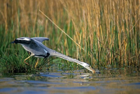 Ardea cinerea, heron, gray heron, birds, ciconiiformes, hunting, leo, heron, walking birds, wading