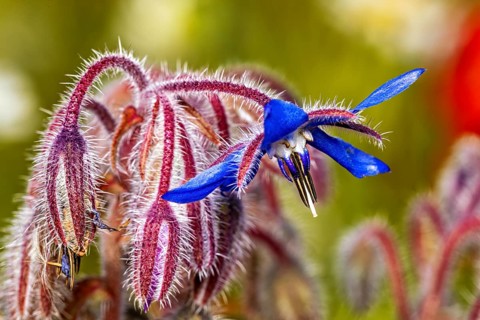 Close-up of a blue borage flower with hairy stems, the flower of a borage plant near Herleshausen