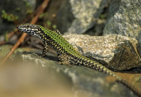 Common wall lizard, Podarcis muralis, critters, lizards, lizards, FFH, reptiles, lizards, males,