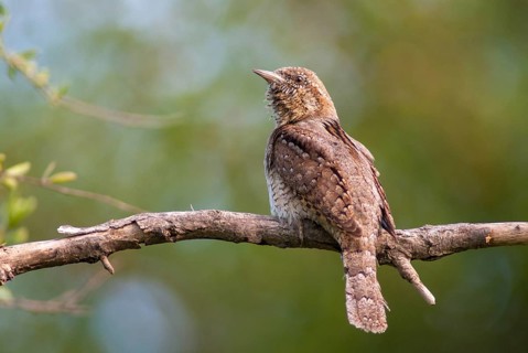 Jynx Torquilla, Wryneck, Birds, Bulgaria, Male, Piciformes, Call, Woodpeckers, Birds, Woodpecker