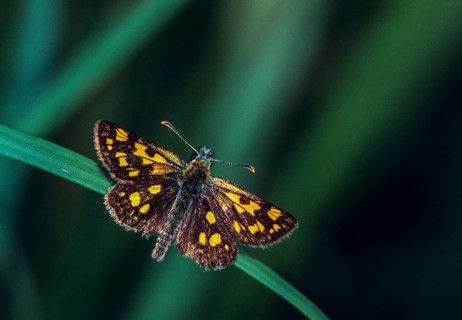 Colorful bighead, carterocephalus palaemon, chequered skipper, yellow cube thighead, butterfly,