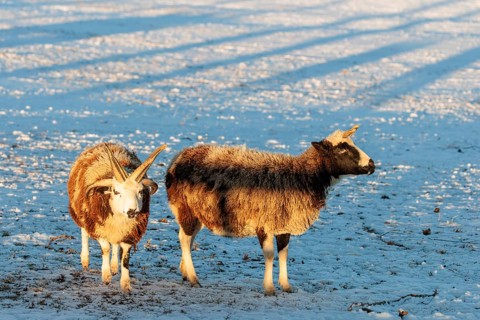 Two female Jacob sheep (Ovis ammon F. aries) are standing on a snow-covered meadow at sunrise.
