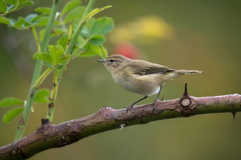 Willow Warbler leaf warbler, phylloscopus trochilus, willow warbler, birds, passeri, songbirds,