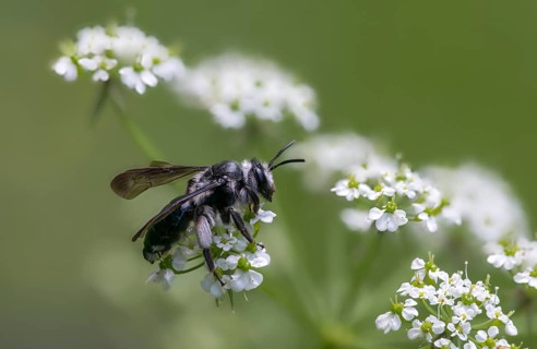 Andrena agilissima, apidae, bees, blue iridescent earth bee, blue iridescent sand bee, blue-black