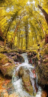 A waterfall winds through a sun-drenched forest in yellow tones, atmospheric, hiking in the