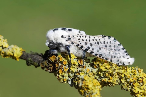 Giant leopard moth (Hypercompe scribonia) perched on a branch covered in lichen, moth, bear moth,