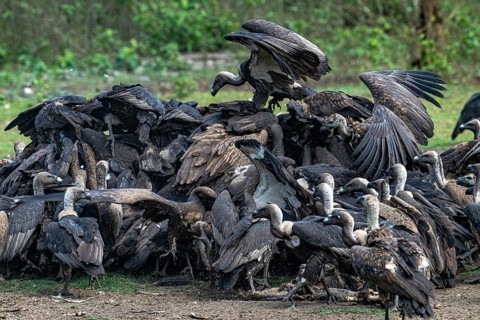 Vultures, Bengal vultures, white-rumped vultures (Gyps bengalensis), Chitwan National Park, jungle,