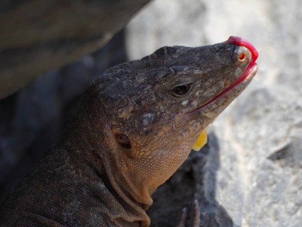 Close-up of the head of a Gran Canaria giant lizard (Gallotia stehlini) sticking out its tongue in
