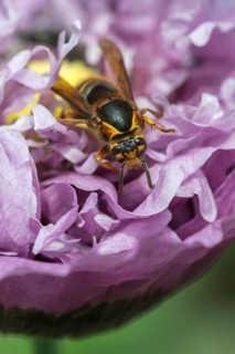 European hornet, hymenoptera, vespa crabro, wrinkle wasps, high size, portrait format, hornet,