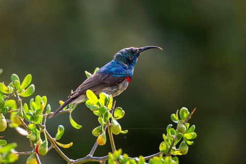 Cape Sunbird (Cinnyris chalybeus), adult, Cape Town, South Africa