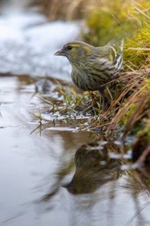 Carduelis spinus, siskin, spinus spinus, siskin, bath, bathe, bird bath, birds, high size, portrait
