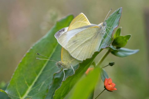 Small white cabbage, white cabbage, Pieris Rapae, small white, butterfly, insects, butterfly,