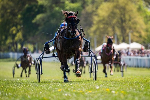 Head-on view of multiple harness racing horses competing on grass track, strong depth and