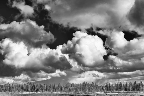 Cumulus clouds over forest area, Muddus National Park, Laponia World Heritage Site, Lapland,