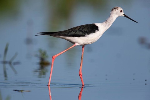 Black-winged Stilt (Himantopus himantopus) Hungary