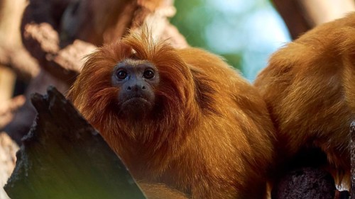 A red monkey looks curiously at the area, Loro Parque, Puerto de la Cruz, Tenerife, Canary Islands,