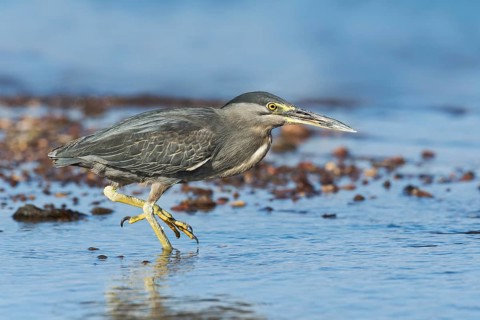 Striated Heron (Butorides striata) hunting, Eilat, Israel