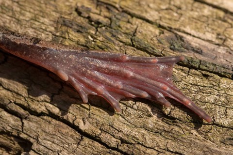 Agile frog, callus internus, metatarsal tubercle, prehallux, rana dalmatina, jumping frog,