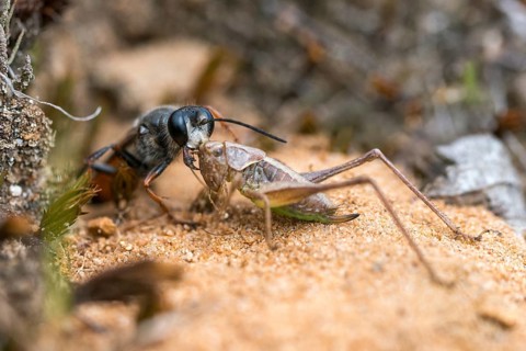 Hymenoptera, Spheciformes, Spheciformes, Sphex Funerarius, Sphex Rufocinetus, Golden Digger Wasp,