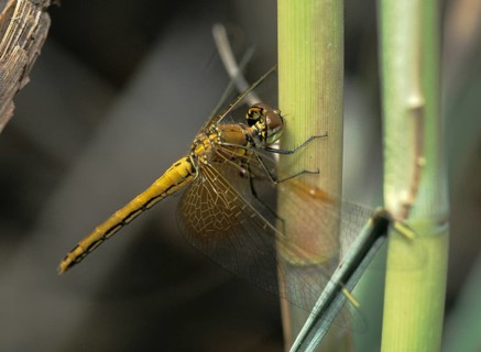 Spotted heather, Sympetrum flaveolum, yellow-winged darter, anisoptera, damselflies, dragonflies,
