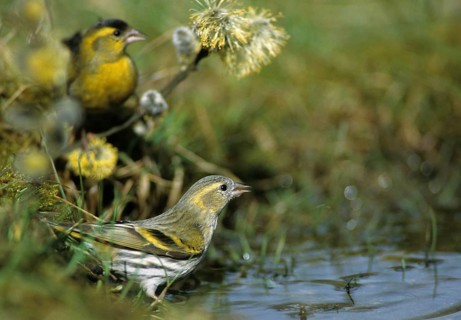 Carduelis spinus, siskin, spinus spinus, siskin, bath, bath, bird bath, birds, couple, female,