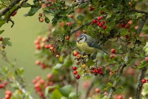Blue tit (Cyanistes Caeruleus) adult garden bird in a Hawthorn tree full of red berries in summer,