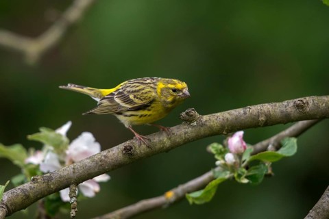 European Serin, serine, serinus serinus, birds, male, passeri, songbirds, birds