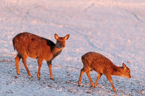 A female Dybowski deer (Cervus nippon hortulorum) and her young stand in a snow-covered meadow at