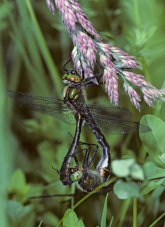 Cordulia aenea, downy emerald, common emerald dragonfly, anisoptera, couple, damselflies,