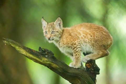 Eurasian lynx (Lynx lynx) youngster (cub) climbing on an old wrotten root in a forest, Bavaria,