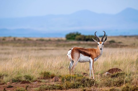 Male springbok (Antidorcas marsupialis) in meadow, Mountain Zebra National Park, South Africa