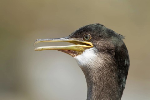 Shag (Phalacrocorax aristotelis) juvenile seabird bird head portrait, Farne islands,
