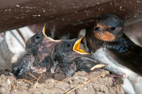 Hirundo rustica, house martin, swallow, birds, breed, brood, adolescent, young animal, juvenile,