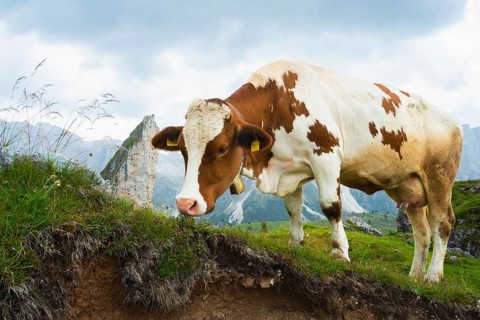 Brown white dairy cow grazing green alpine meadow mountain peaks background Dolomites Italy summer