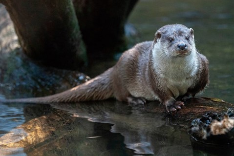 Carnivora, Eurasian otters, Lutra Lutra, predators, mammals, martens, raptors, mammals