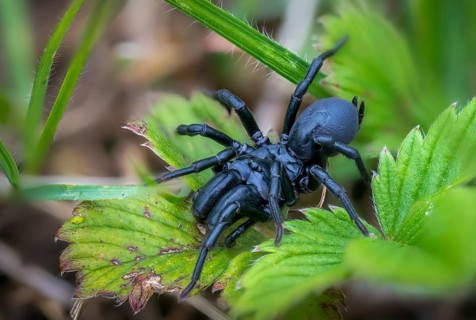 Atype piceus, black pursweb spider, mygalomorphae, pitch-black wallpapering spider, purseweb