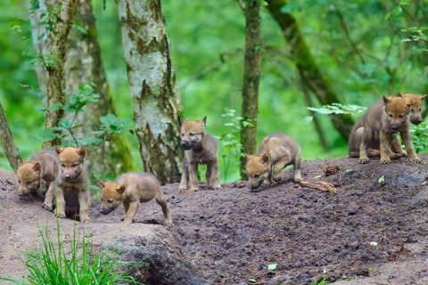 Wolf cubs curiously explore the rise in the densely wooded forest, Wolf (Canis lupus), Germany