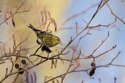 Siskin (Spinus spinus) adult male bird feeding on Alder (Alnus glutinosa) tree seeds in winter,