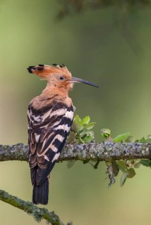Hoopoe, Upupa Epops, Hoopoe, Birds, Extremadura, High Size, Portrait, Spain, Upupidae, Birds