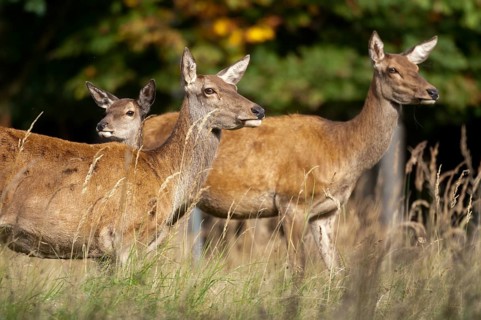 Artiodactyla, Cervus Elaphus, even-toed ungulate, cloven-hoofed, red deer, red deer, adult, deer,