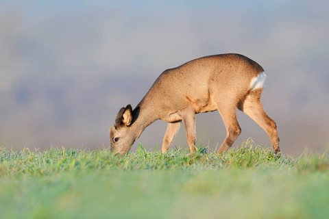 European roe deer (Capreolus capreolus), fawn standing in a meadow and eating, Lower Saxony,