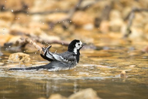 Wagtail, Motacilla Alba, White Wagtail, Bath, Bird Bath, Birds, Passeri, Songbirds, Potion,