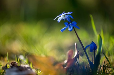 Bluestar, Hyacinthaceae, Hyacinth Family, Nodding Star Hyacinth, Scilla Siberica, Siberian Squill,