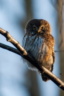 Glaucidium passerinum, pygmy owl, birds, owls, high size, portrait, owls, strigiforms, birds