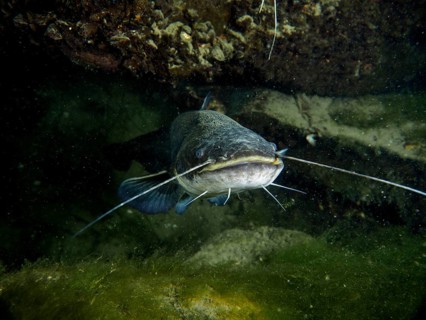 Catfish (Silurus glanis), Waller, at night in dark water under rocks and plants, dive site